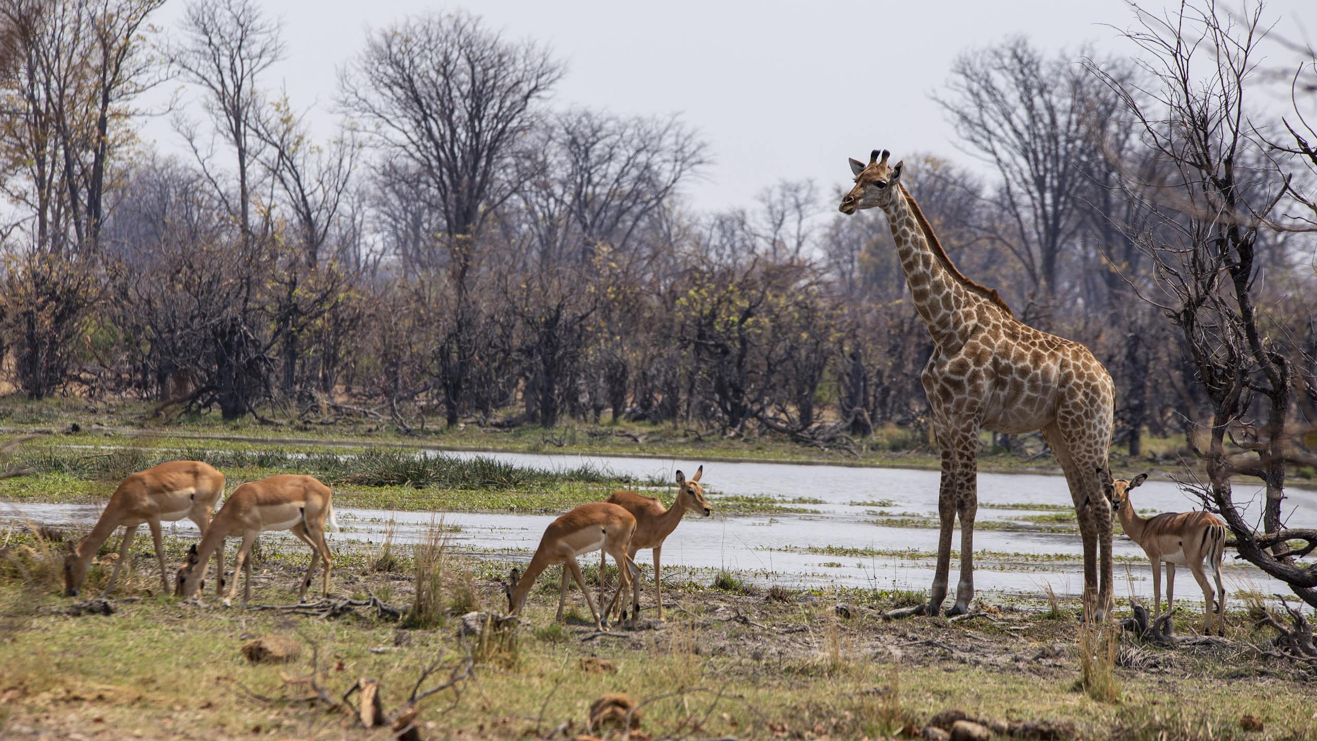 Several antelope and a giraffe stand near each other and near water and trees.