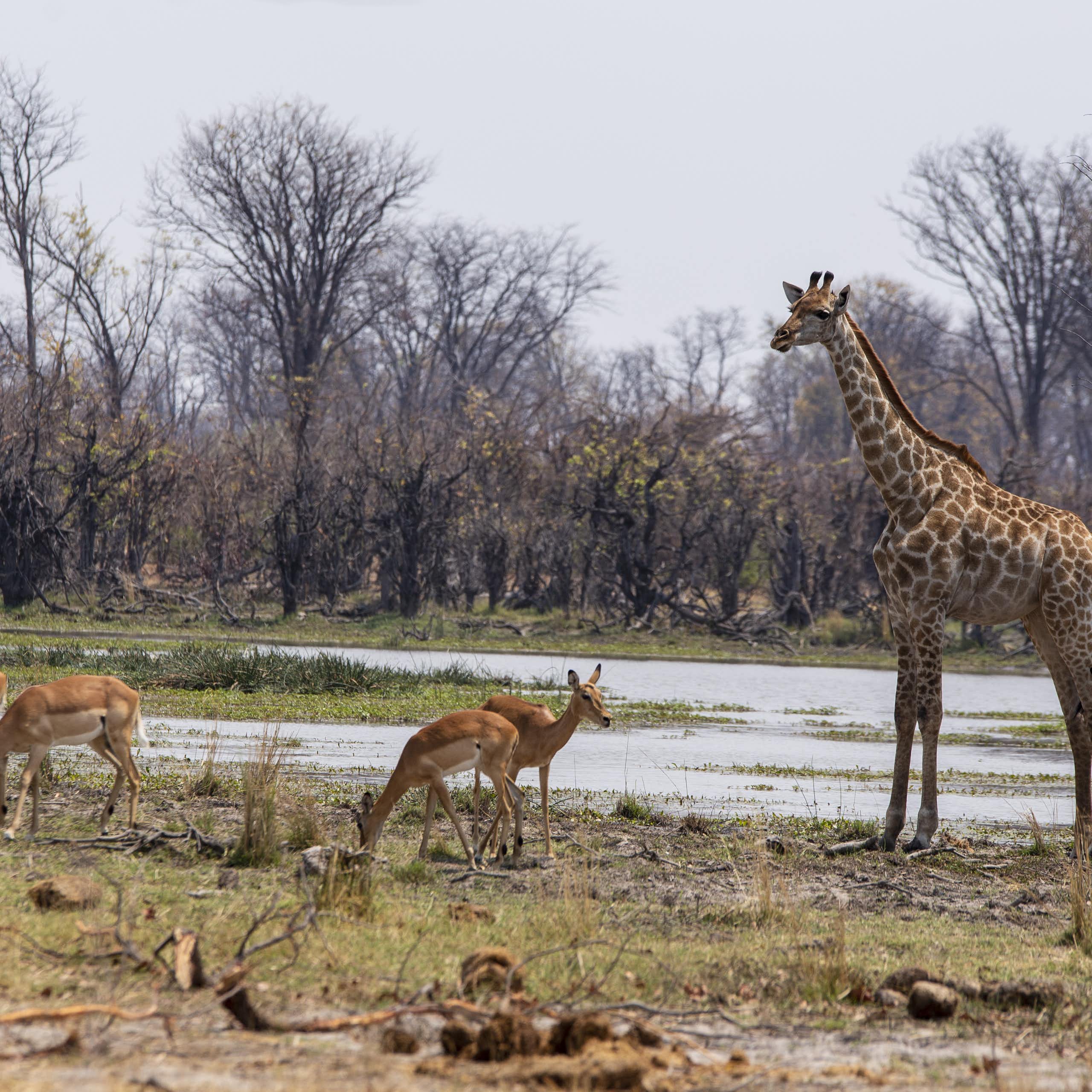 Several antelope and a giraffe stand near each other and near water and trees.