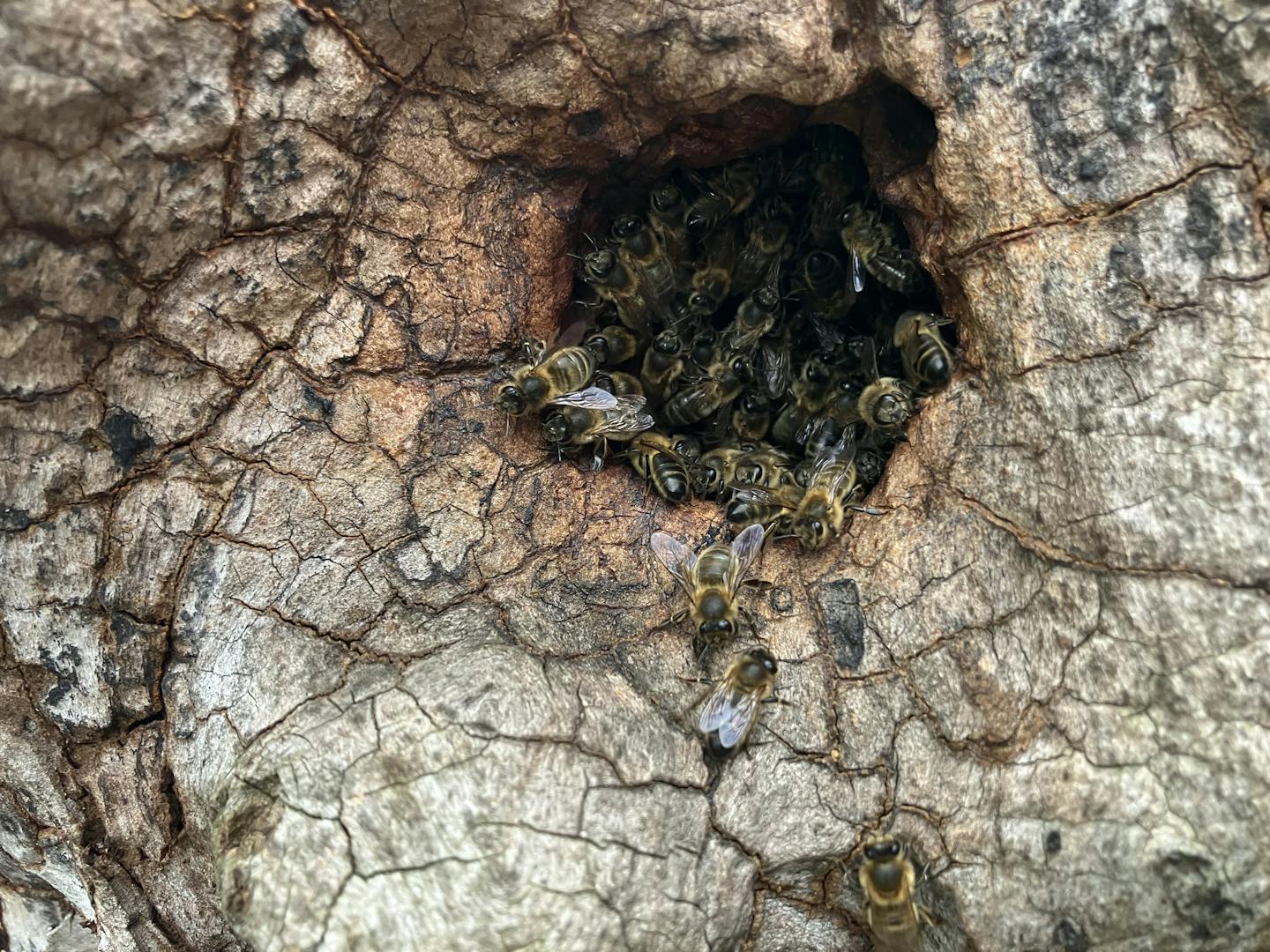 honeybees in tree cavity