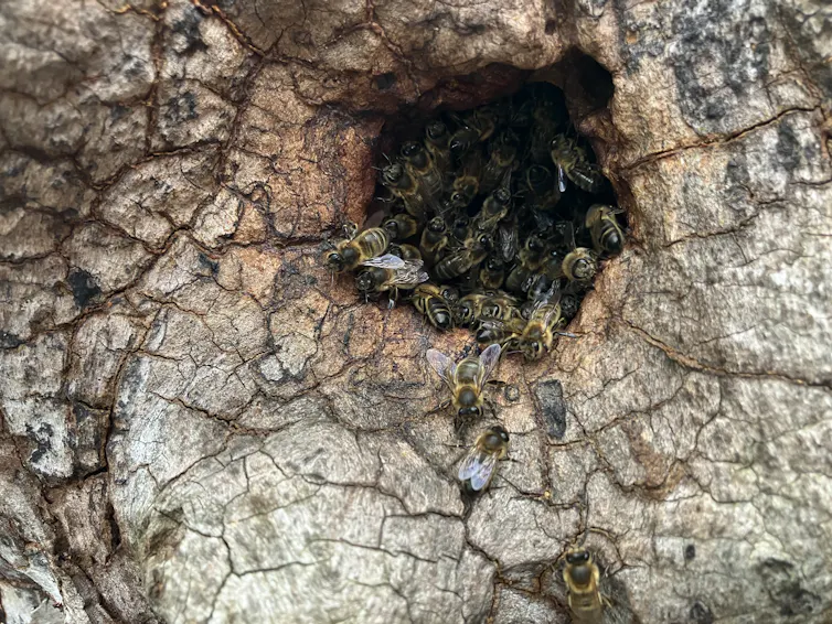 honeybees in tree cavity