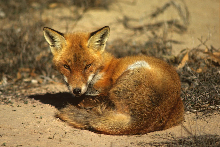 A curled up red fox looks directly over its shoulder at the camera