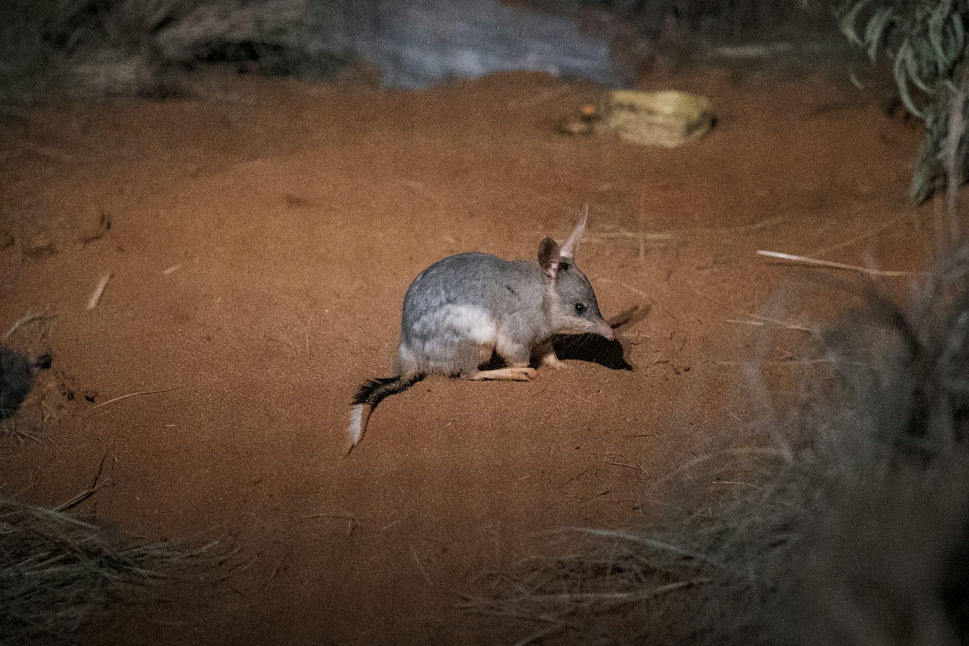 A small native bilby, a grey and white marsupial, sits on a patch of red sand.