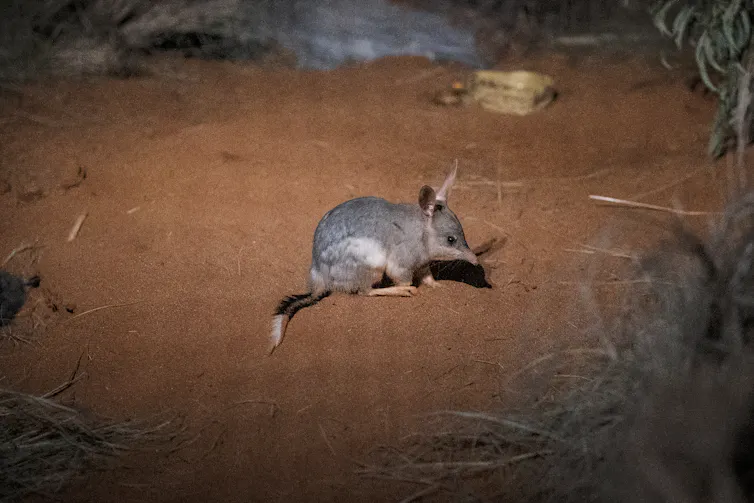 A small native bilby, a grey and white marsupial, sits on a patch of red sand.
