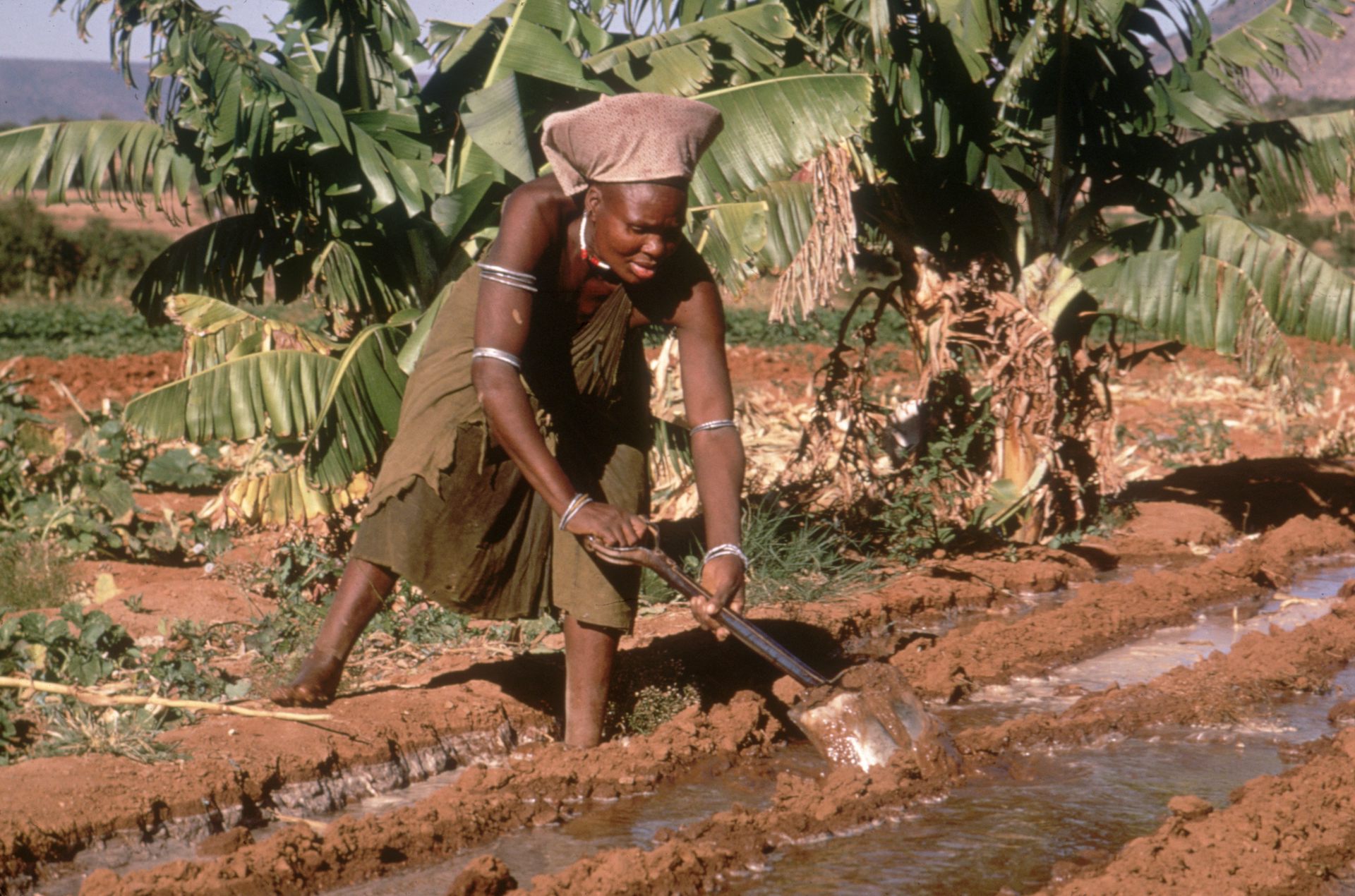 A woman digs shallow trenches in the soil that are filled with water 