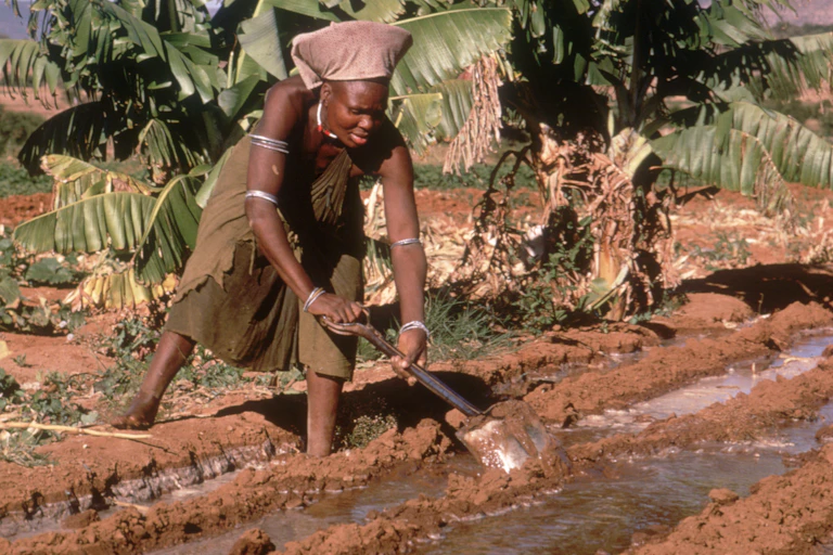 A woman digs shallow trenches in the soil that are filled with water
