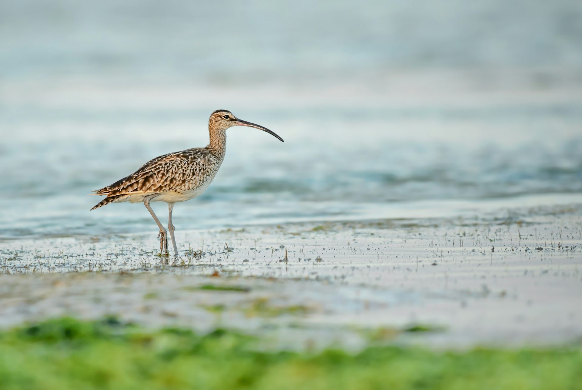 Slender-billed curlews are officially extinct – here’s why the loss of these migratory birds really matters