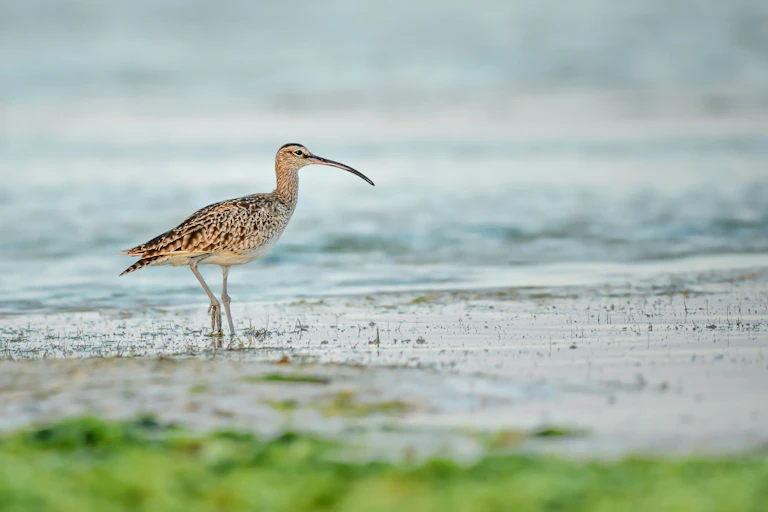 curlew wading bird of foreshore with curved beack