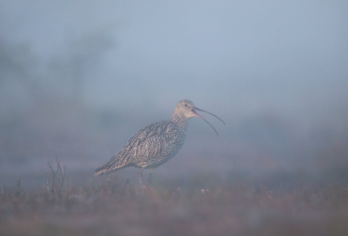 misty shot of curlew wading bird on brown peat bog land