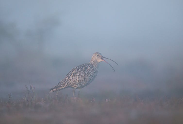 misty shot of curlew wading bird on brown peat bog land