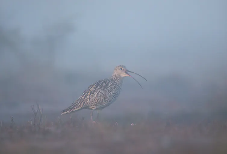 misty shot of curlew wading bird on brown peat bog land