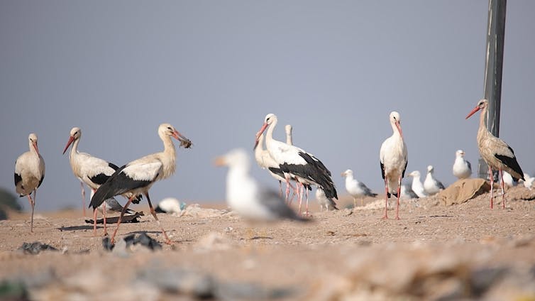 Storks and seagulls delivery loads of kilograms of plastic from landfills to the wetlands of Andalusia 1 Seagulls and storks on the dirt floor of the landfill