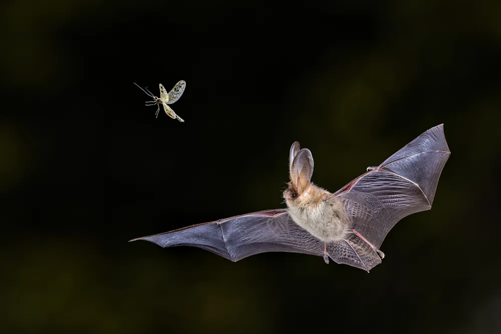 Is Bat A Insect Seven things Halloween and Hollywood get wrong about…