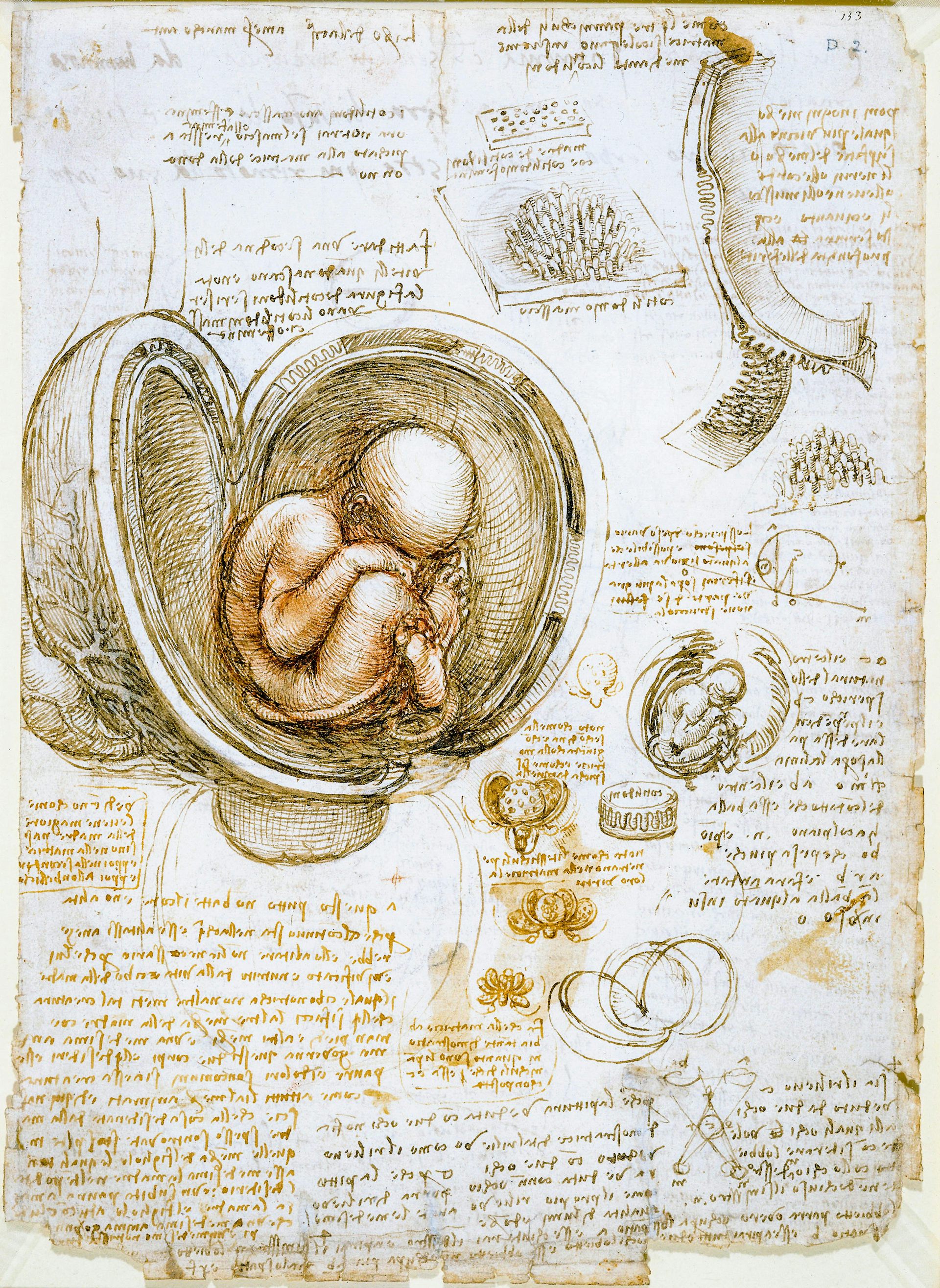 Desenho anatômico de Leonardo da Vinci de um bebê no útero.