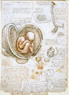Desenho anatômico de Leonardo da Vinci de um bebê no útero.
