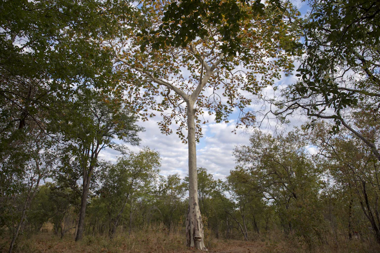 A forest of trees photographed from the ground up