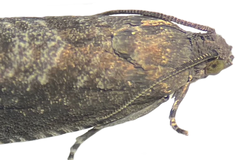 Moth