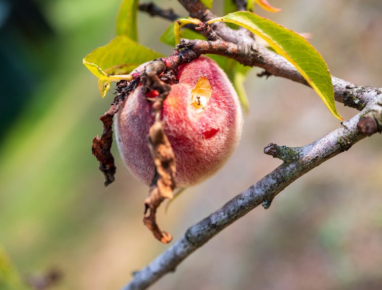 peach with hole