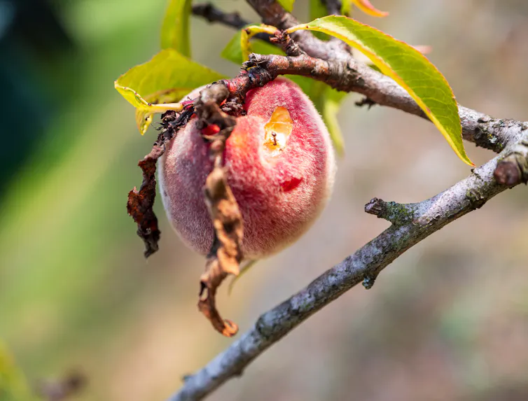 peach with hole