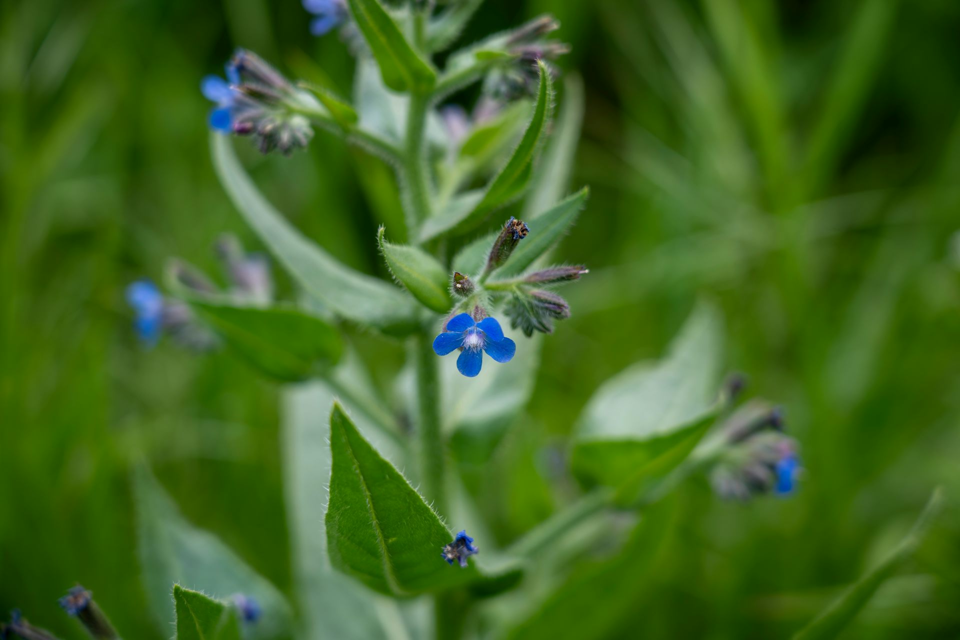 Plant with small blue flowers.