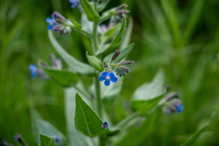 Plant with small blue flowers.