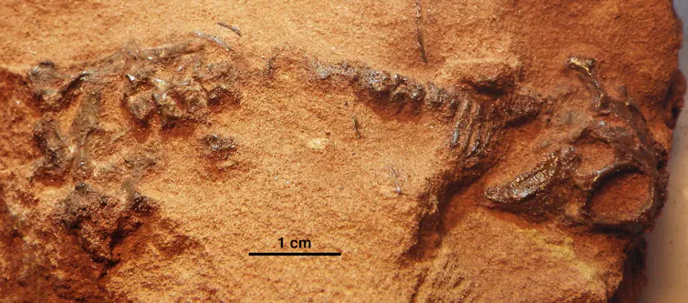 Image of fossil with bones partially exposed from rock.