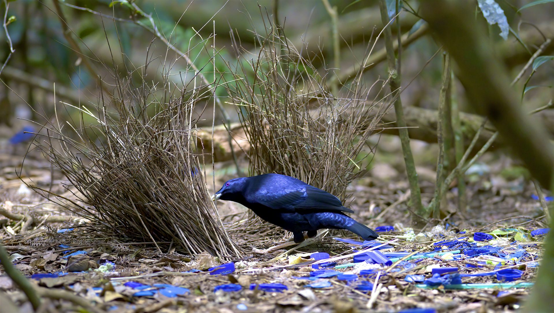 A shiny blue bowerbird in the middle of its highly decorated bower.