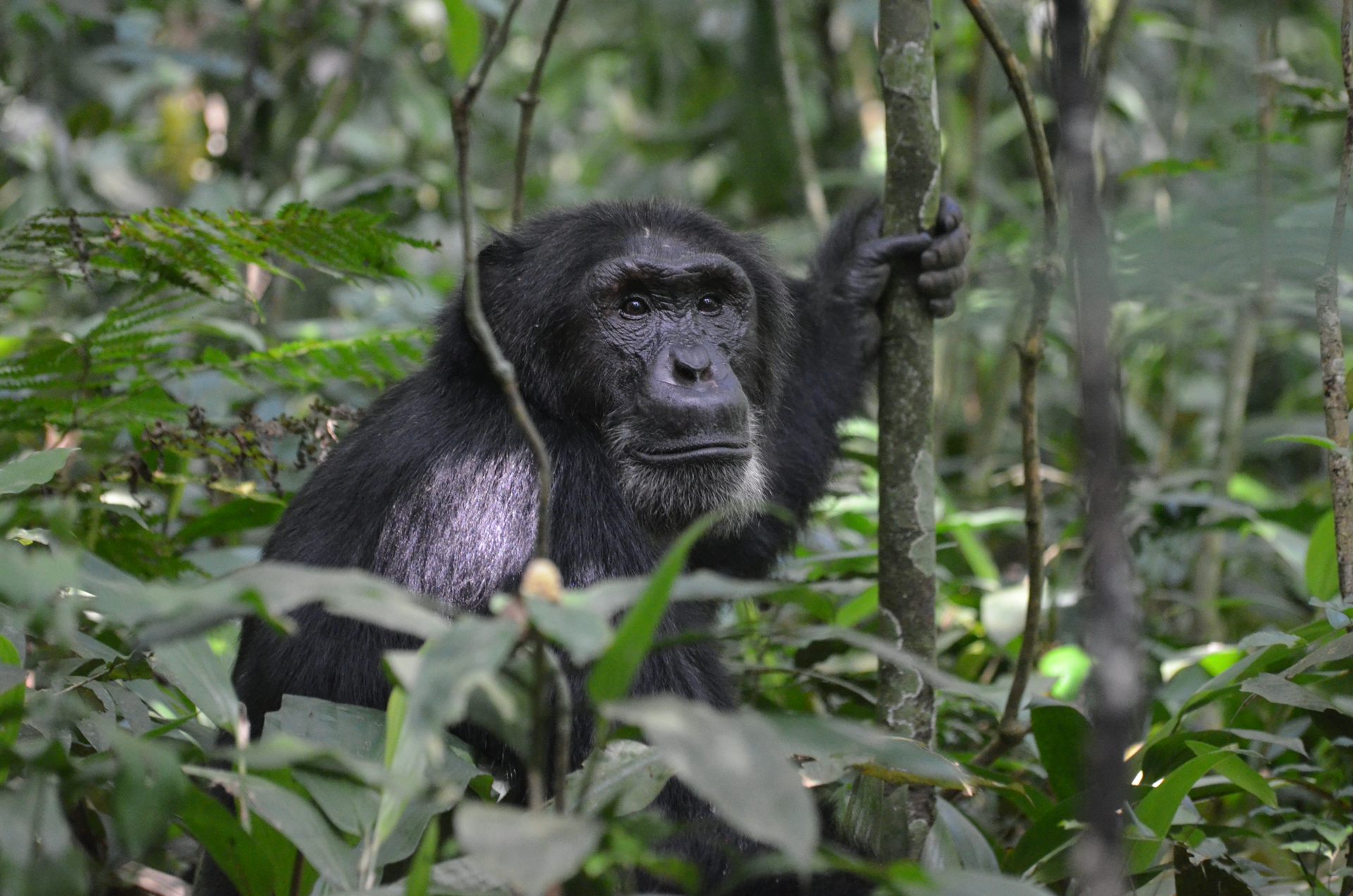Chimpanzee in forest