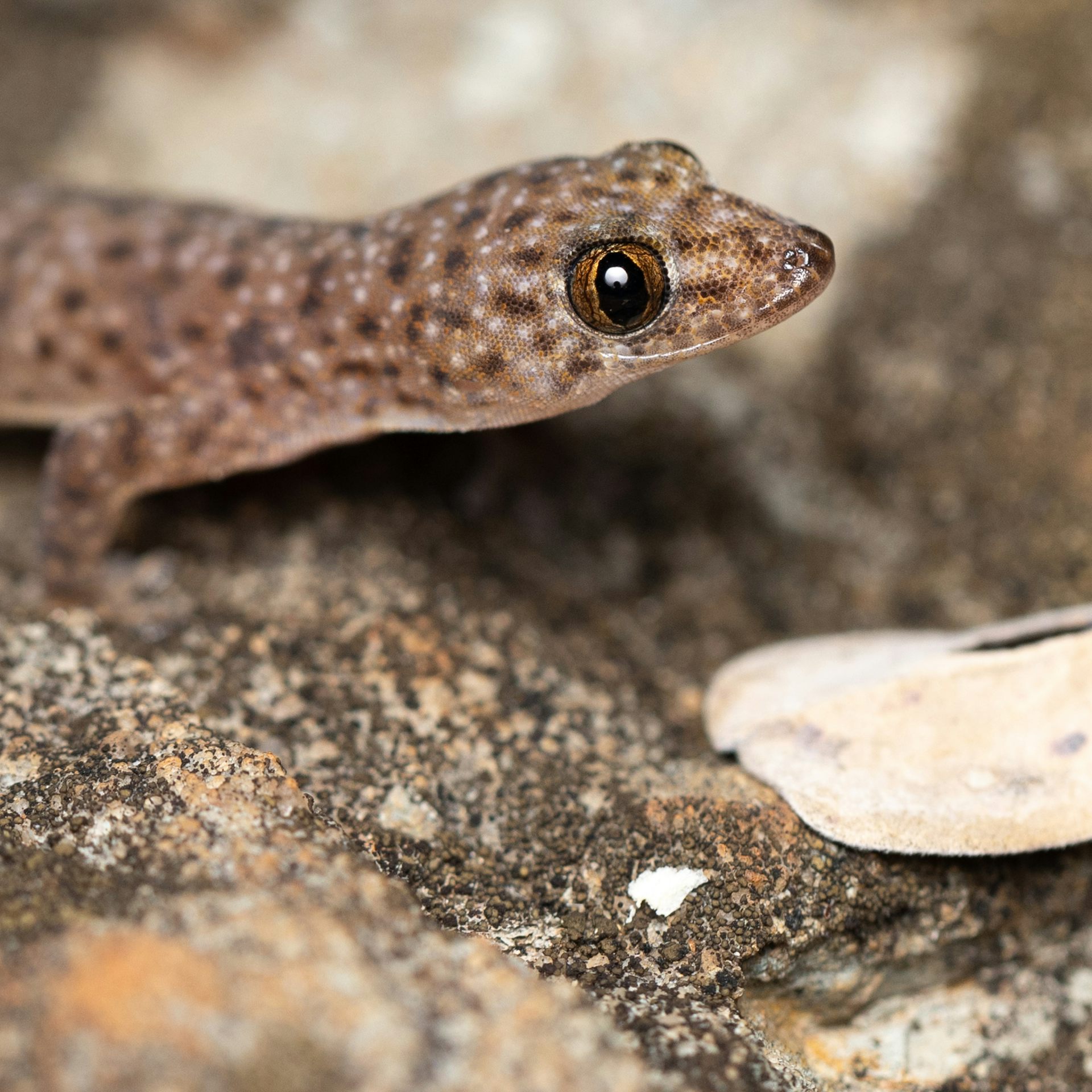 Tropical geckos in Australia are more adaptable than we thought