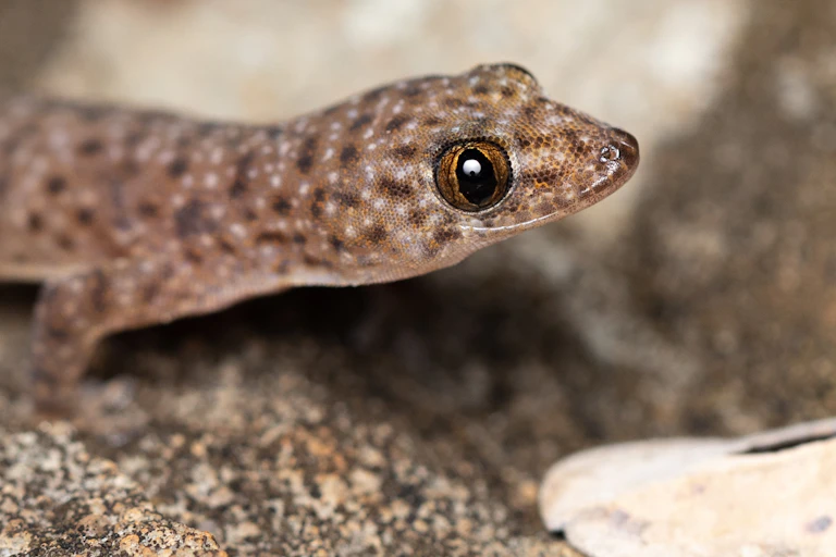 A spotted gecko close up on a rock.