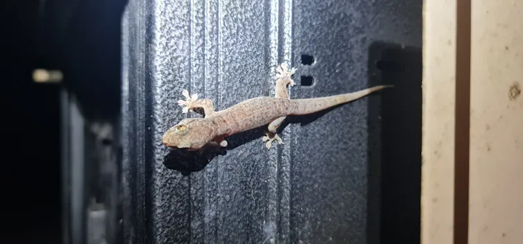 A slightly stripy gecko seen at night on a window frame.