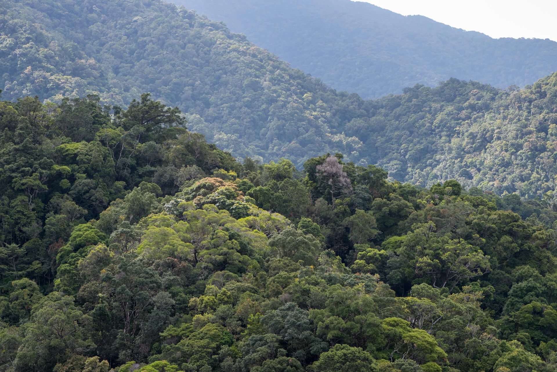 A crucial store of carbon in Australia’s tropical forests has switched from carbon sink to carbon source