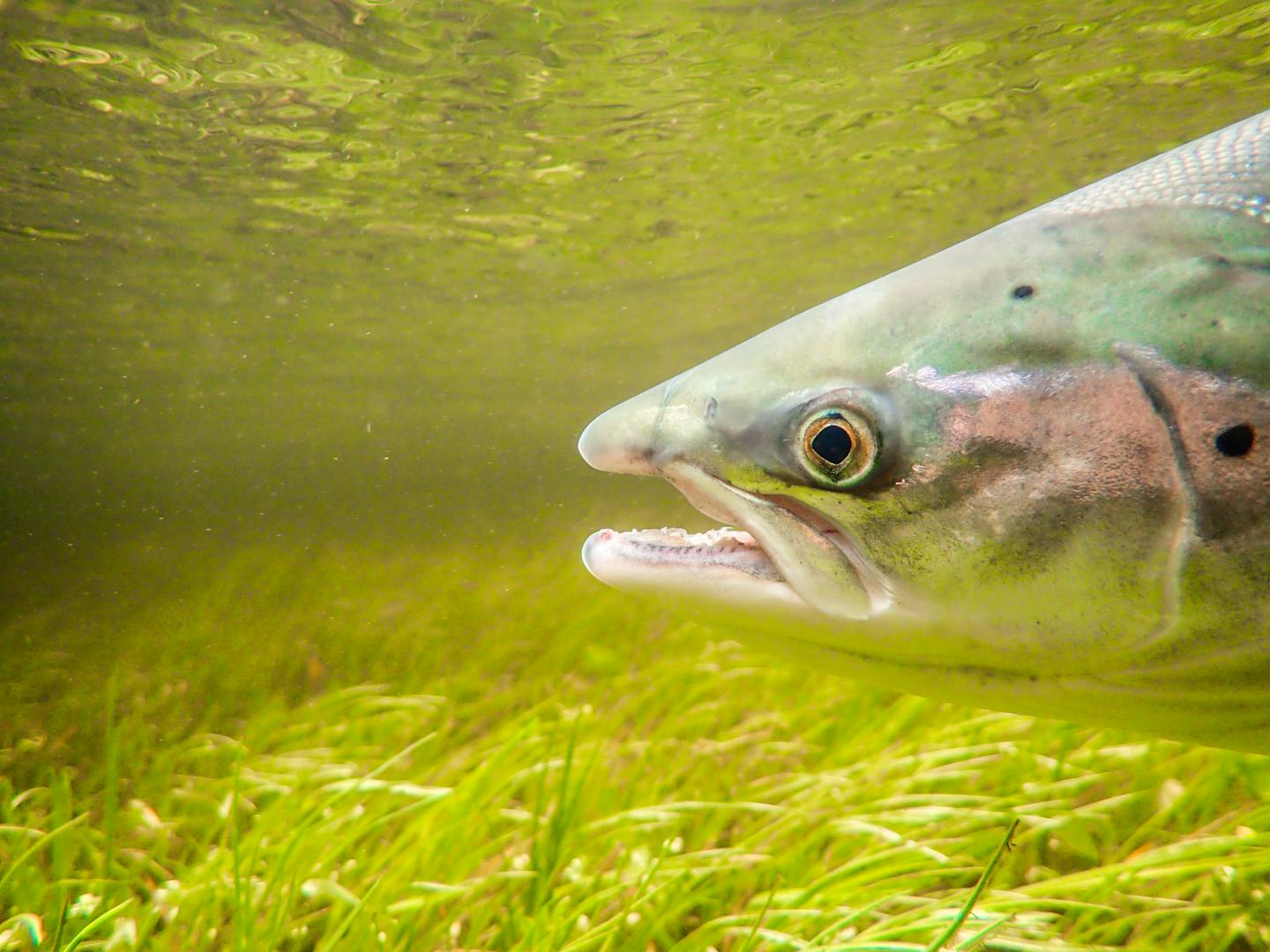 An underwater portrait of a wild Atlantic salmon