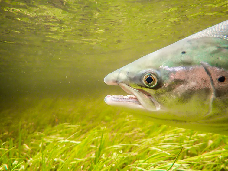 An underwater portrait of a wild Atlantic salmon