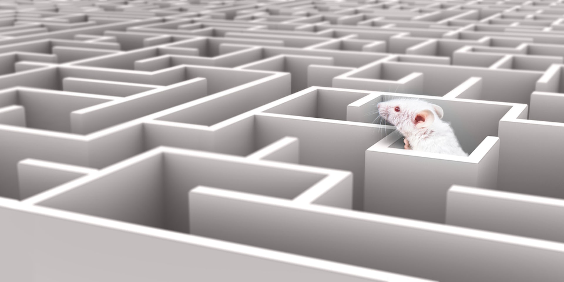A mouse in a maze.