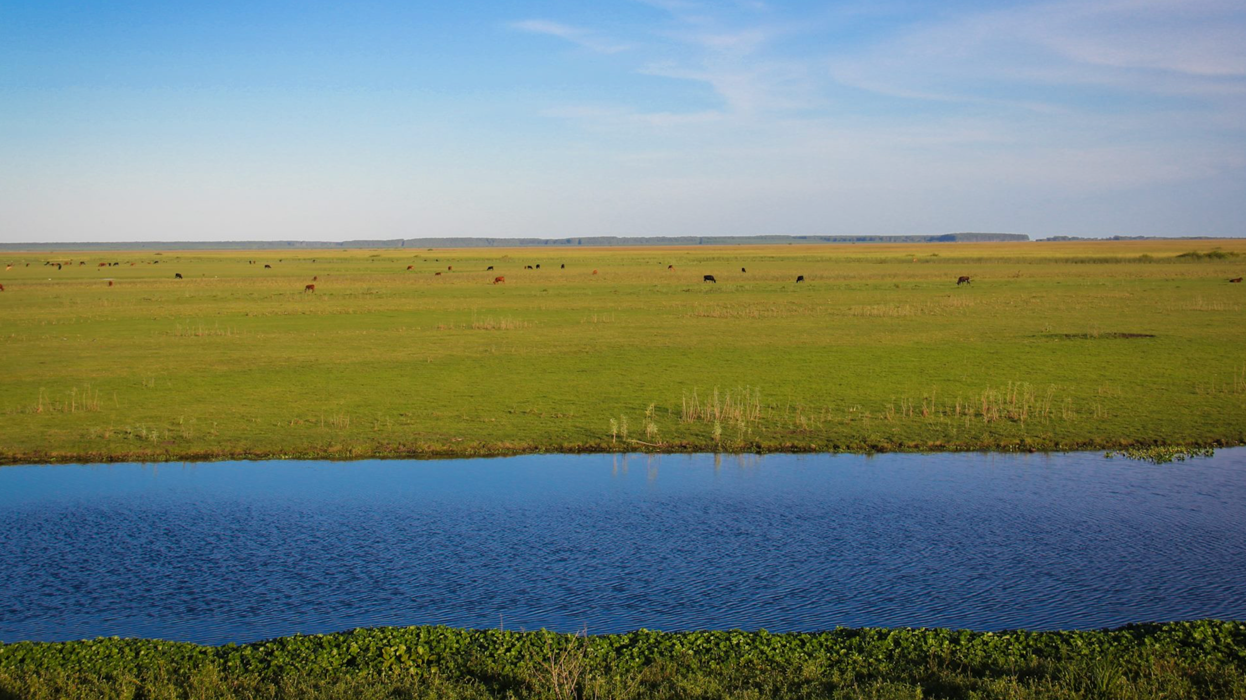 Discursos atrasados e interesses econômicos alimentam a desinformação ambiental que destrói o Pampa brasileiro