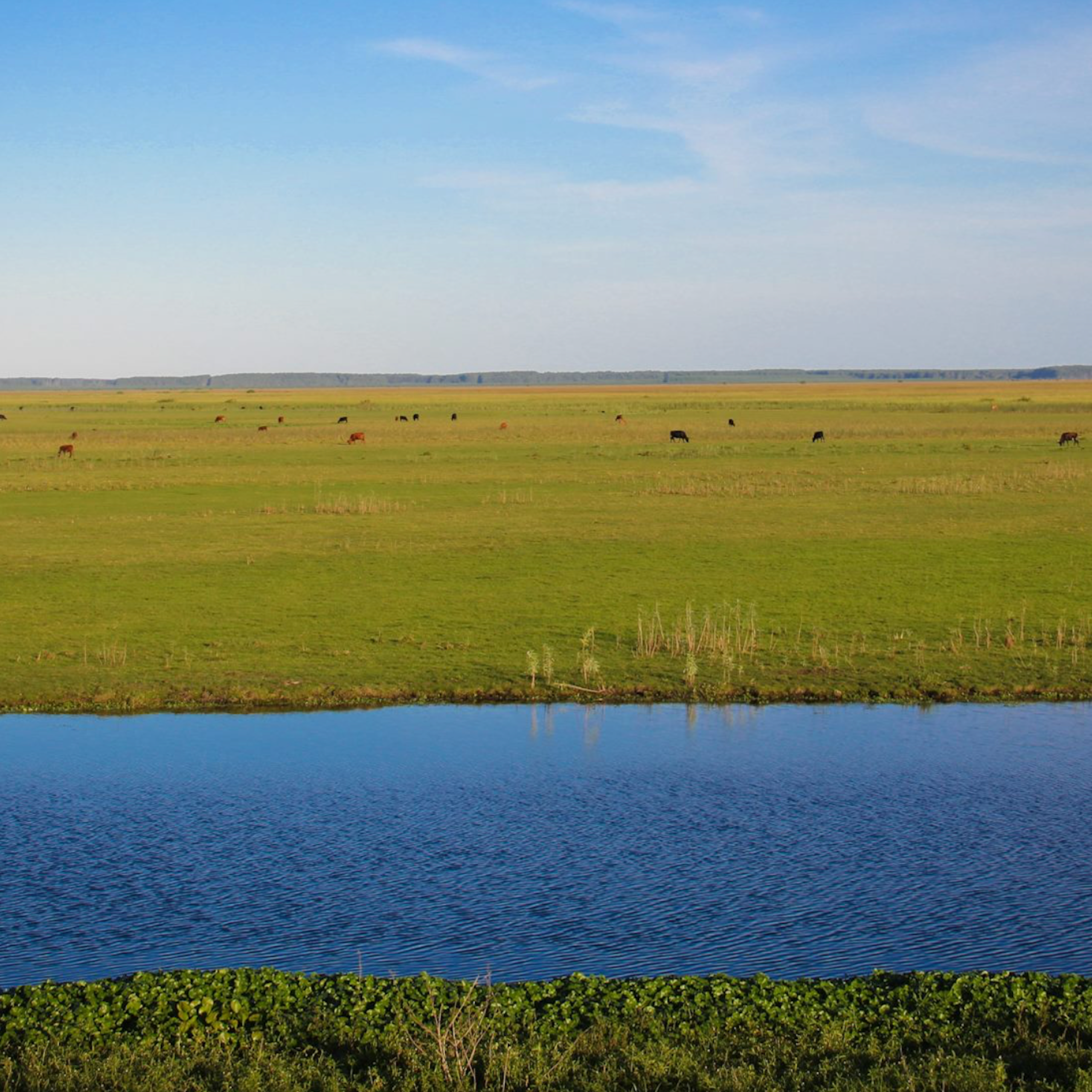 Discursos atrasados e interesses econômicos alimentam a desinformação ambiental que destrói o Pampa brasileiro