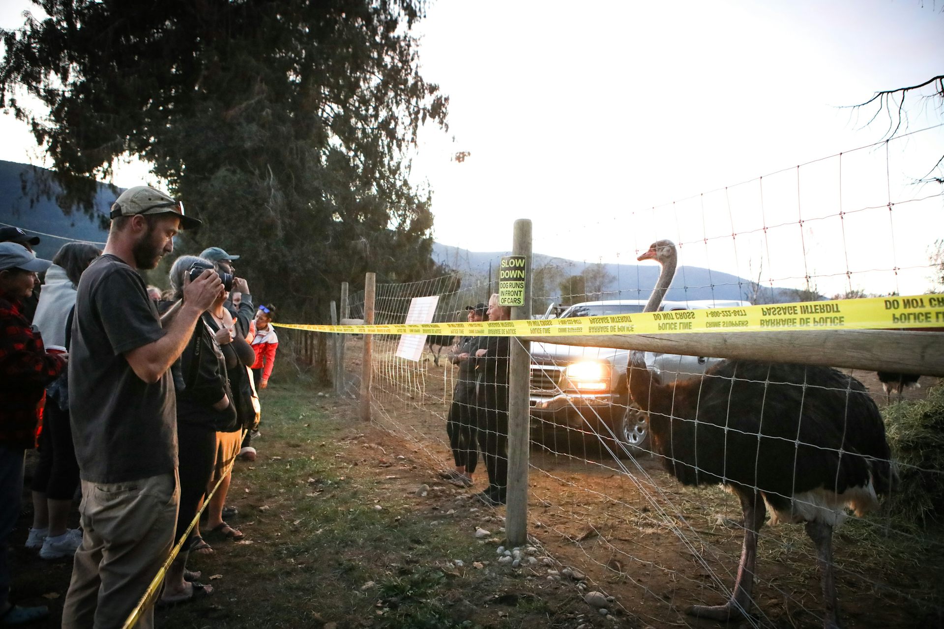 people take photos of an ostrich behind a fence