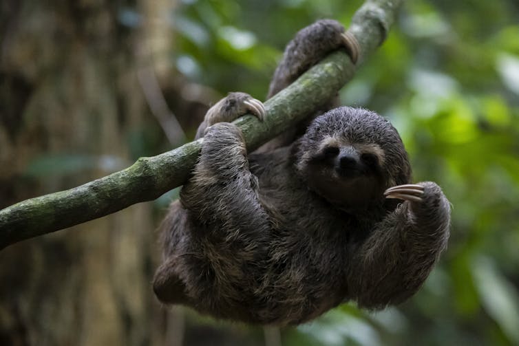 a sloth on a tree branch