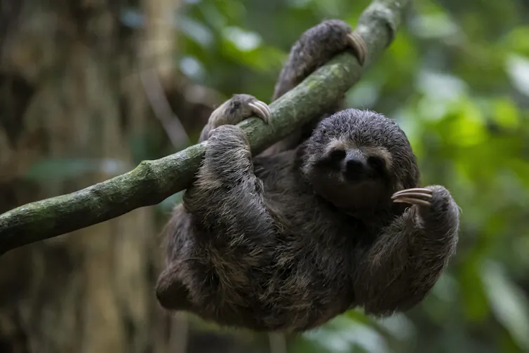 a sloth on a tree branch