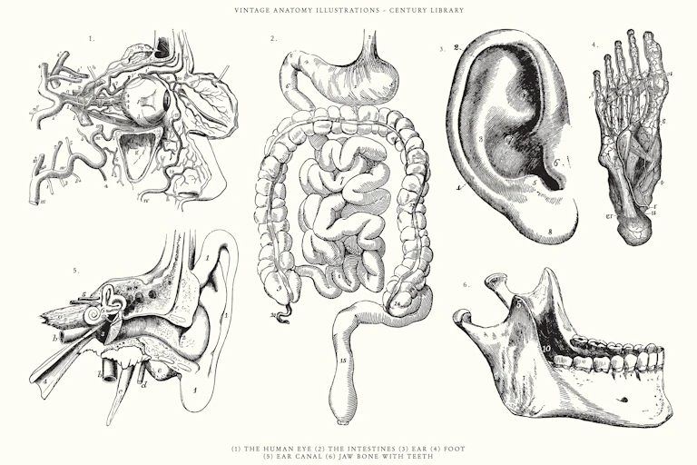 Vários desenhos anatômicos.