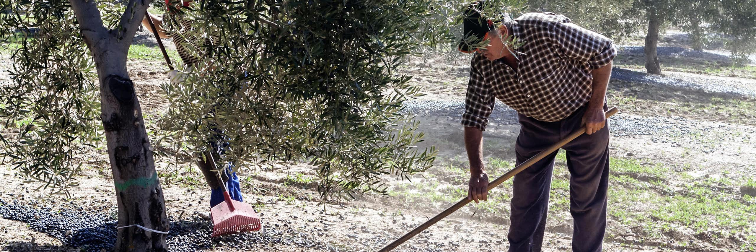 A man gathers olives from the ground using a rake.
