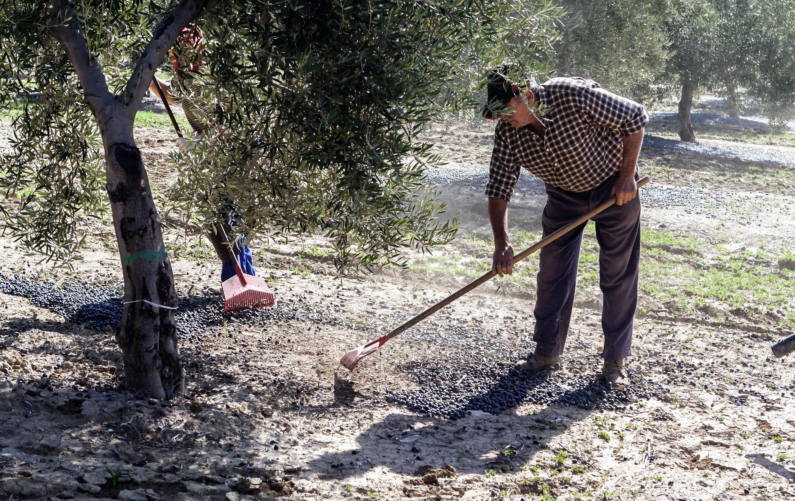 A man gathers olives from the ground using a rake.