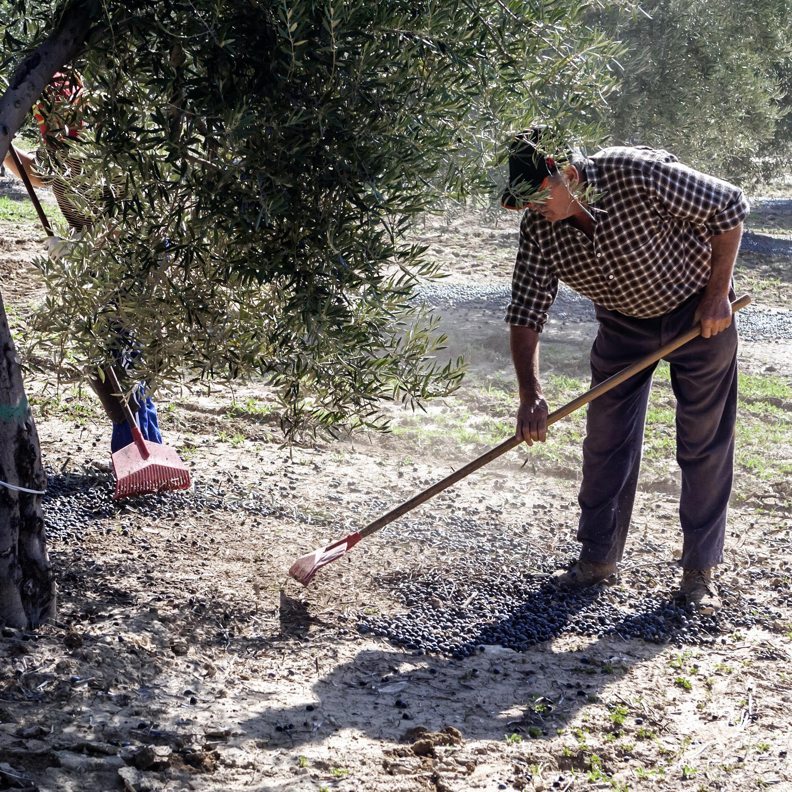 A man gathers olives from the ground using a rake.