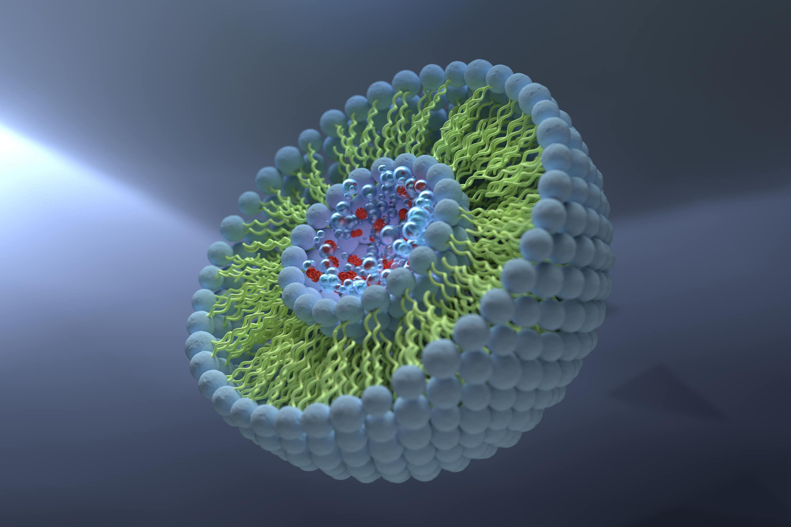 Illustration 3D montrant la structure d’un liposome