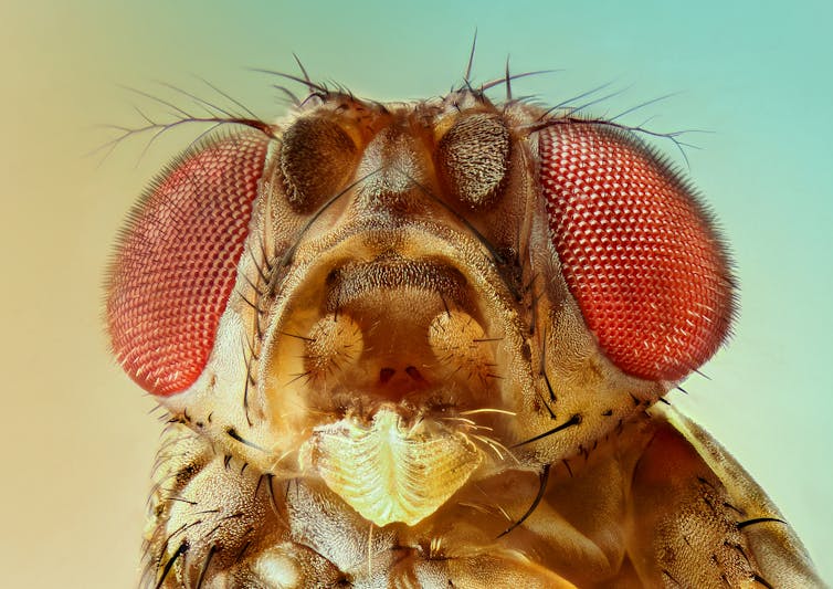 extreme closeup of a fruit fly headon, with big red eyes