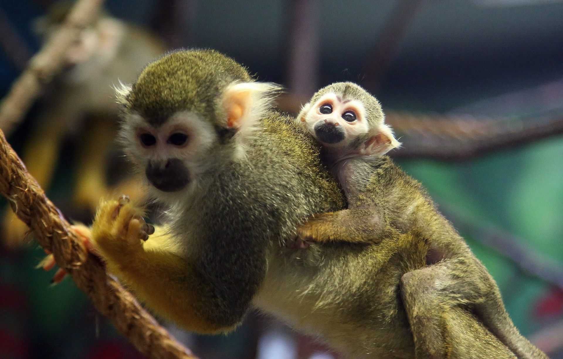 New study reveals how illegal wildlife trade intersects with organized crime in Canada