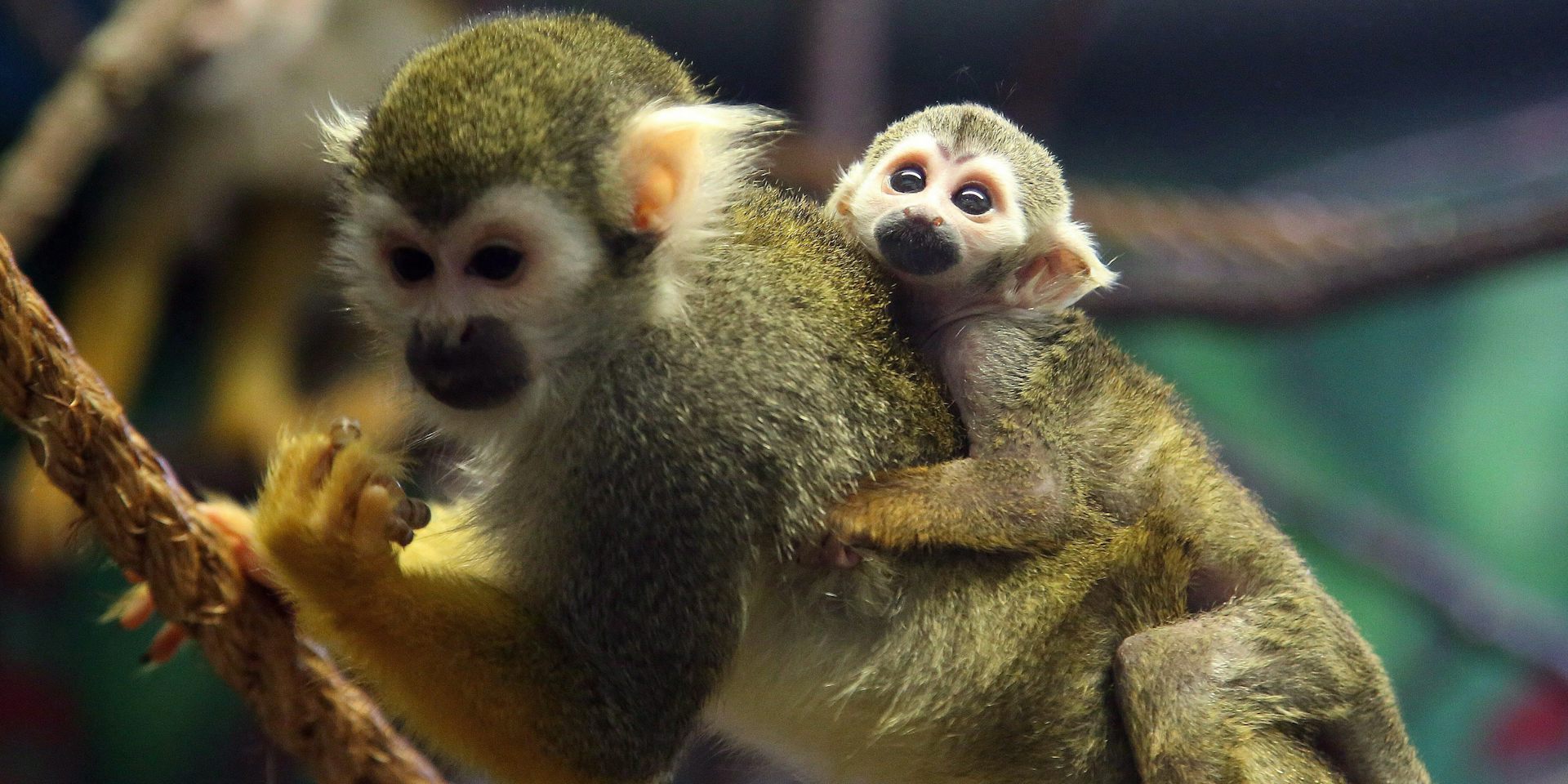 New study reveals how illegal wildlife trade intersects with organized crime in Canada