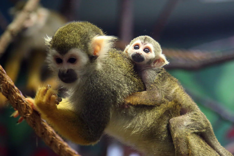a small yellowish monkey with a white face on a branch with its baby on its back