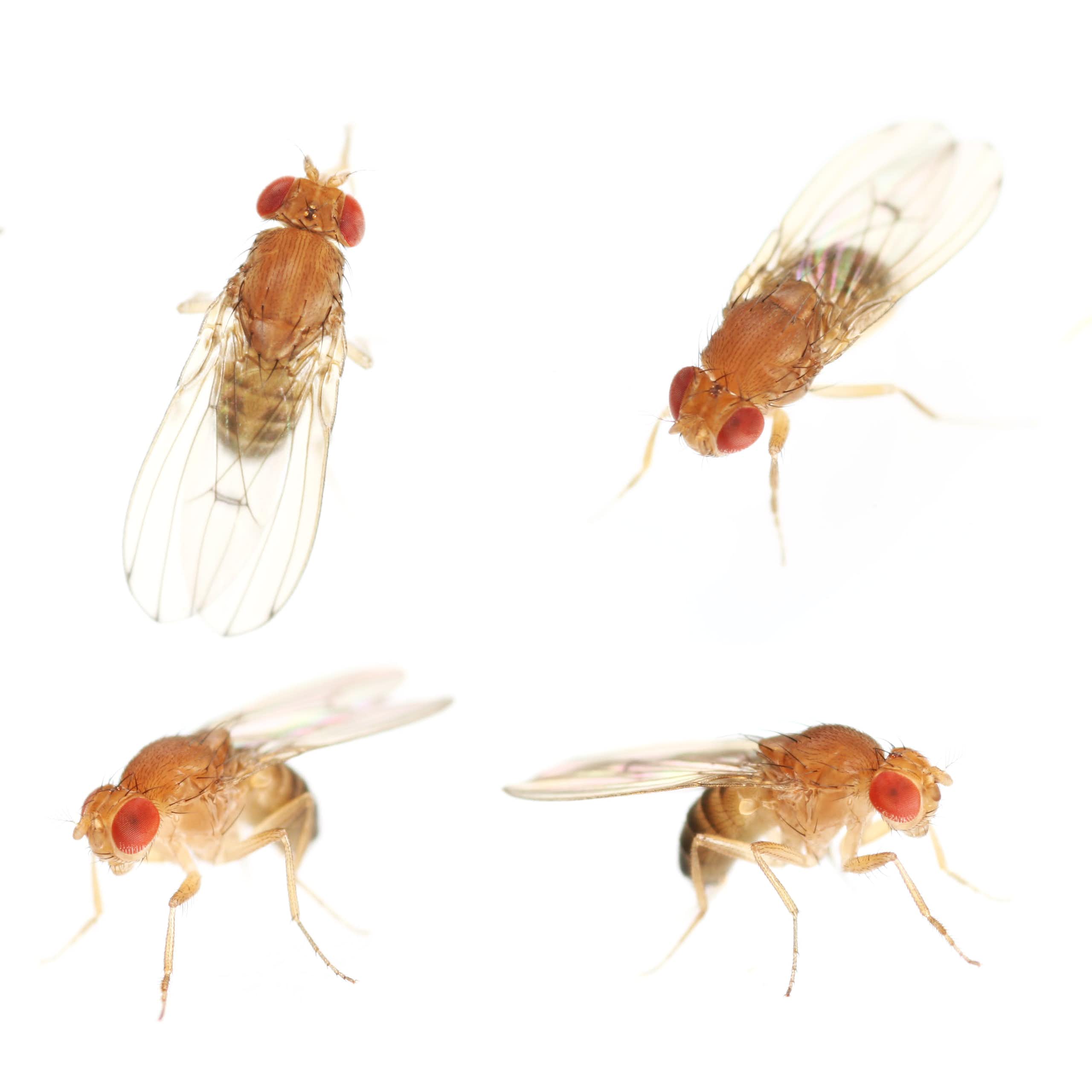 closeup of fruit flies against a white background