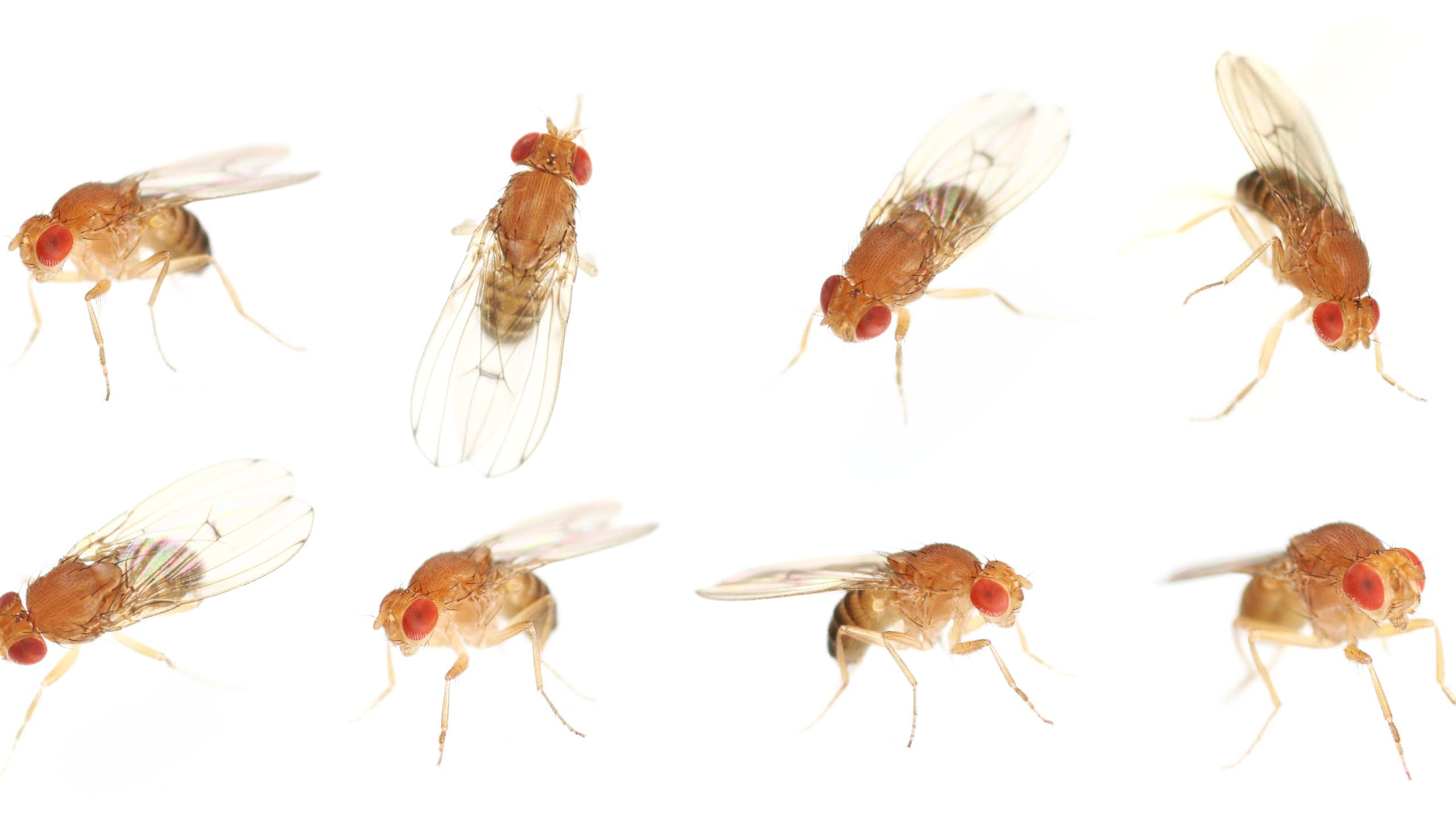 closeup of fruit flies against a white background